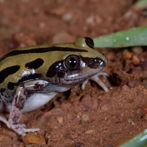 KASSINA SENEGALENSIS TOAD VENOM